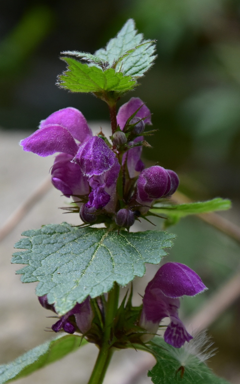 growth, sepal, selective focus, flower head, gentle, purple, nature, flower, outdoors, violet, mountain flowers, inflorescence, close-up, blooming, freshness