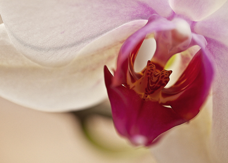 freshness, Orchis, pollen, 5K, nature, rose, Blooming, flower room, flowering plant, beauty in nature, flower petals, violet, close-up, white flower, macro