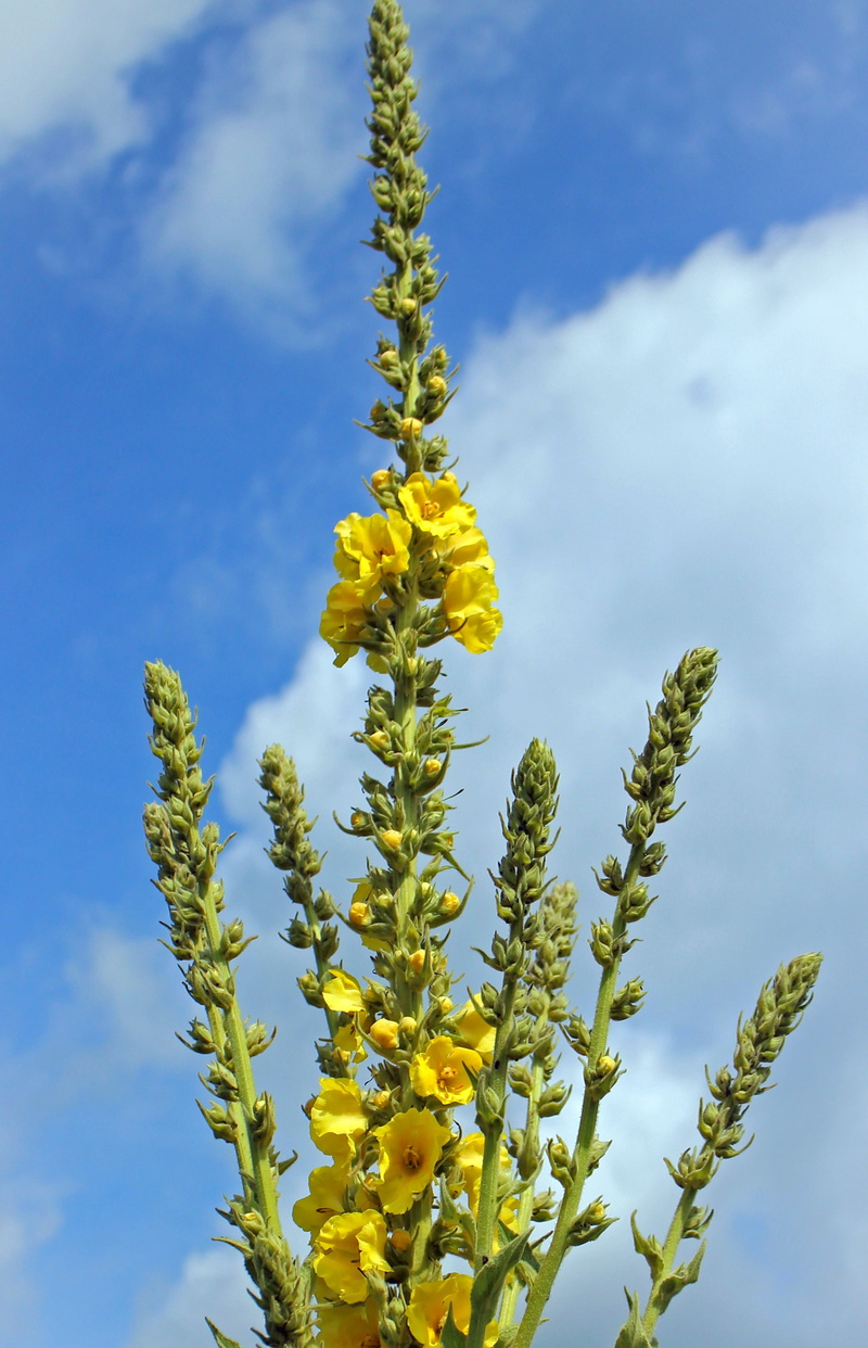 growth, bloom, fragility, blossom, medicinal plant, nature, vulnerability, low angle view, day, close-up, mullein, blue, braunwurzgewaechs, 2K, freshness