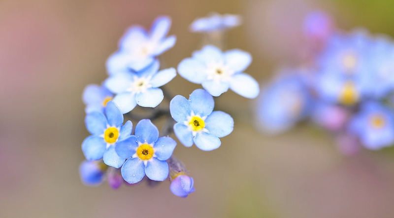 close, close-up, springtime, food and drink, small, bunch of flowers, flower arrangement, flower head, focus, blue, outdoors, no people, pointed flower