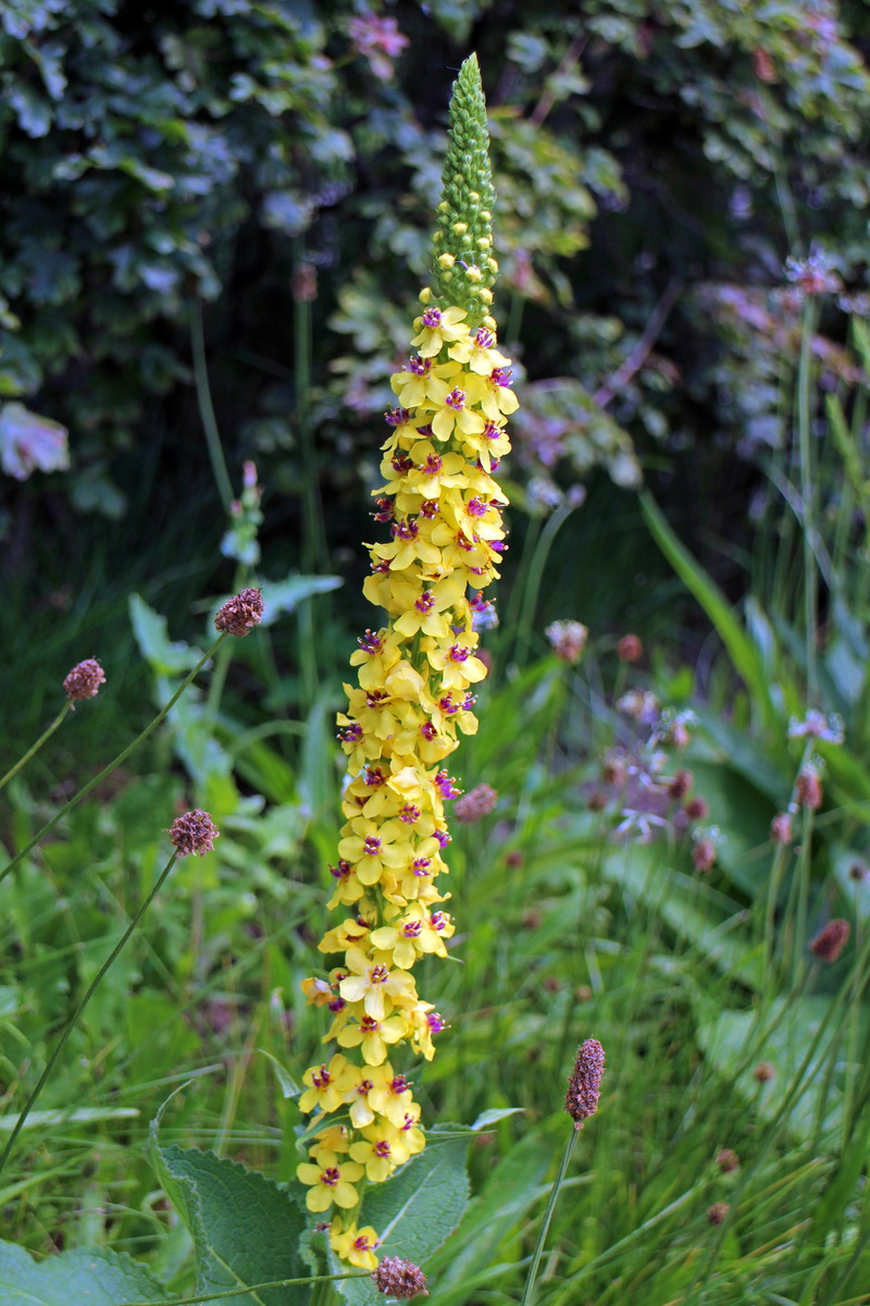 black mullein, verbascum nigrum, green color, vulnerability, growth, selective focus, nature, inflorescence, medicinal plant, no people, beauty in nature