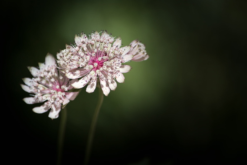 botany, pink, white, white flowers, flower, astrantia major, growth, nature, flowering plant, outdoors, 1080P, summer, forest plant, no people, plant
