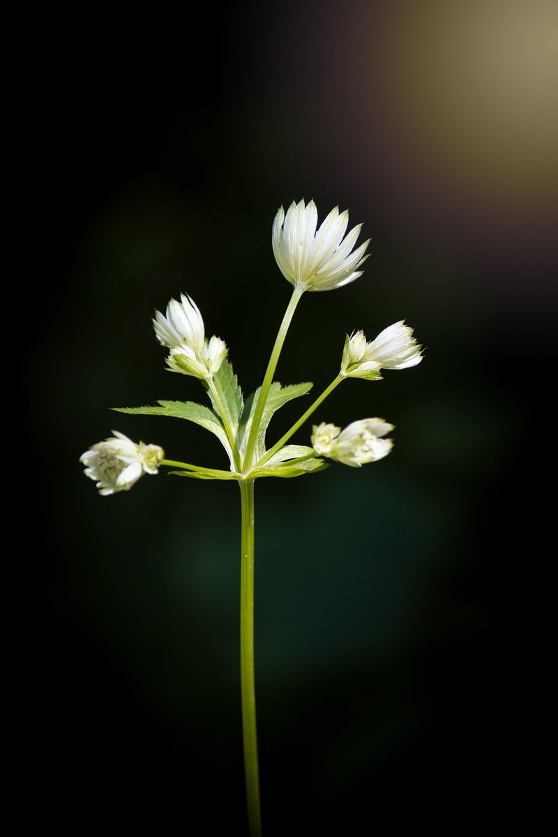 close-up, white, nature, flower, 1080P, umbelliferae, sepal, inflorescence, plant stem, summer, plant, studio shot, astrantia major, focus on foreground