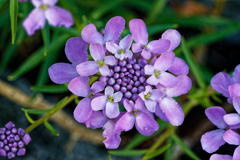 focus on foreground, plant, bunch of flowers, day, purple, flower, fragility, flowerbed, close-up, blossom, no people, vulnerability, lilac, growth, iberis umbellata