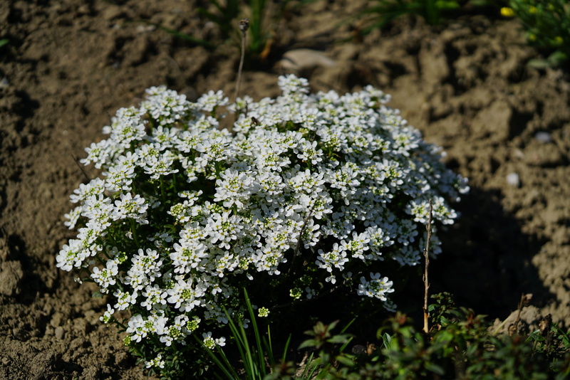 land, stone herb, beach cress, flowering plant, selective focus, white color, flower, outdoors, nature, beach-silver herb, scent stone-rich, lichen, flower heads