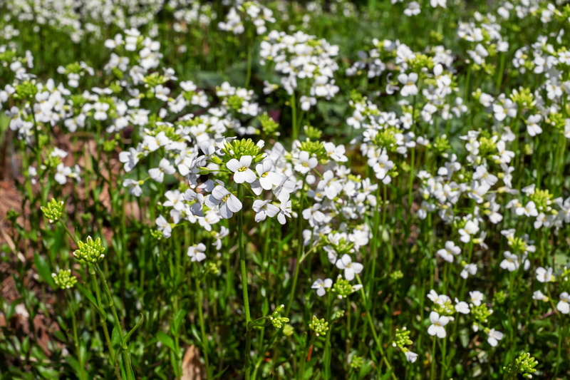 growth, springtime, outdoors, flowers, 4K, spring, petal, flowering plant, petaled, daytime, white, cushion flower, plant, flower, garden, beauty in nature