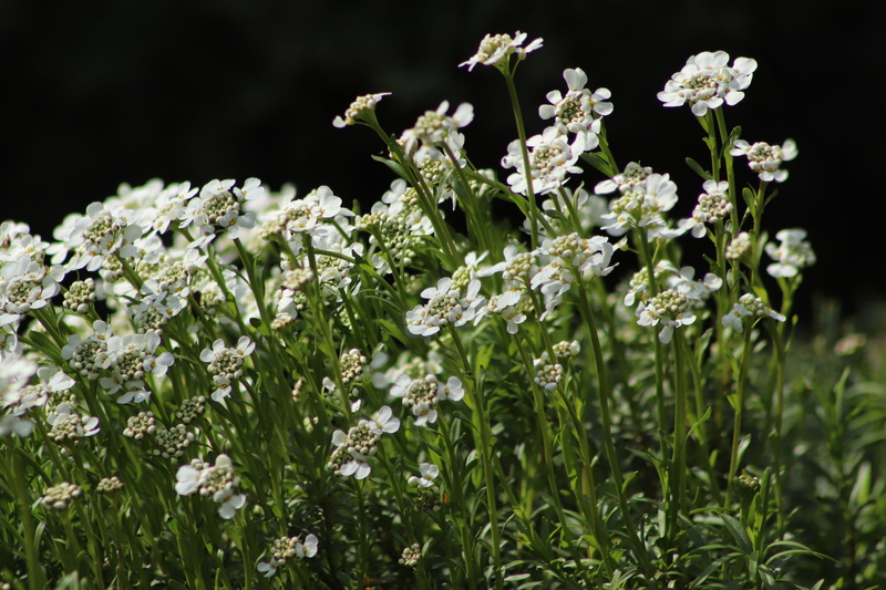 white color, plant, white, wildflowers, fragility, gray cress, petal, nature, cruciferous plant, flowers, inflorescence, day, blütenmeer, no people, flower