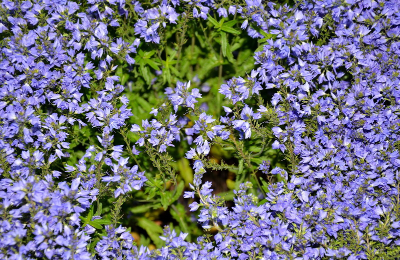 cruciferous, flower, day, petal, inflorescence, Pillow, vulnerability, freshness, growth, aubrietien, full frame, blue, 4K, flower head, close-up, plant part