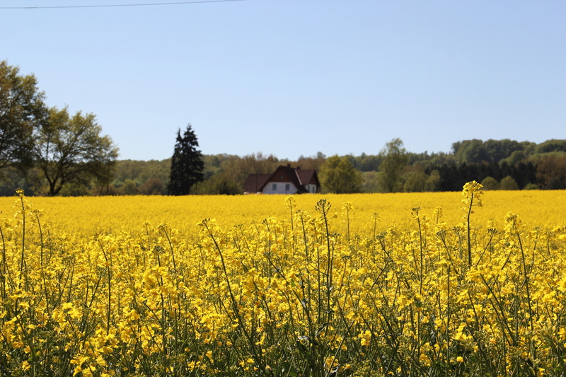 field, in bloom, may, 5K, no people, tranquil scene, flora, raw material for canola oil, field of rapeseeds, clear sky, agricultural crop, growth, farm