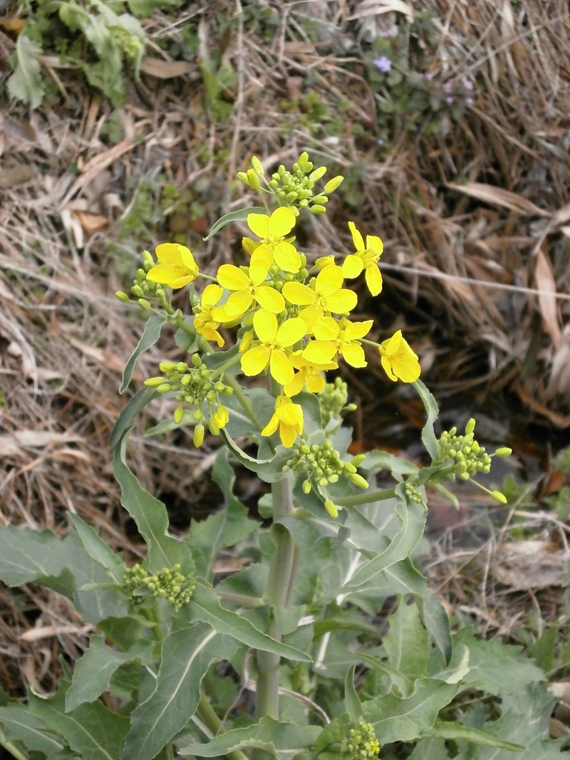 no people, nature, flower head, fragility, plant, beauty in nature, 1080P, inflorescence, flowering plant, spring, growth, yellow, by the river, vulnerability