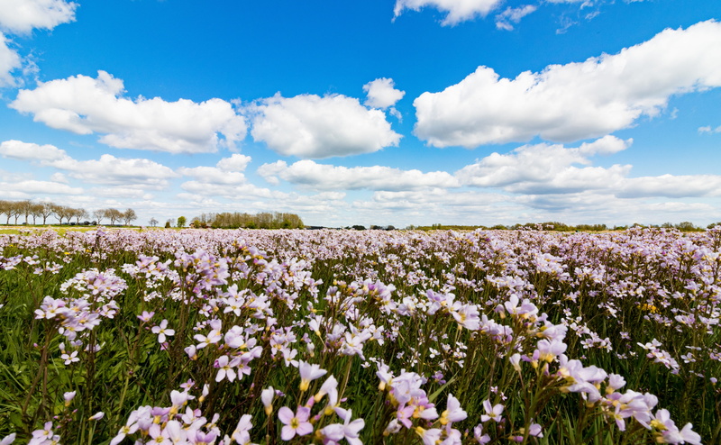 vulnerability, landscape, scenics - nature, netherlands, 5K, no people, field, flower, springtime, freshness, outdoors, beauty in nature, flower head