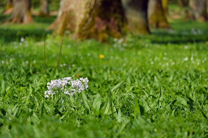 cuckoo flower, white color, beauty in nature, plant, growth, day, flower, grass, summer, petaled, bloom, forest, green, flower head, nature, green color