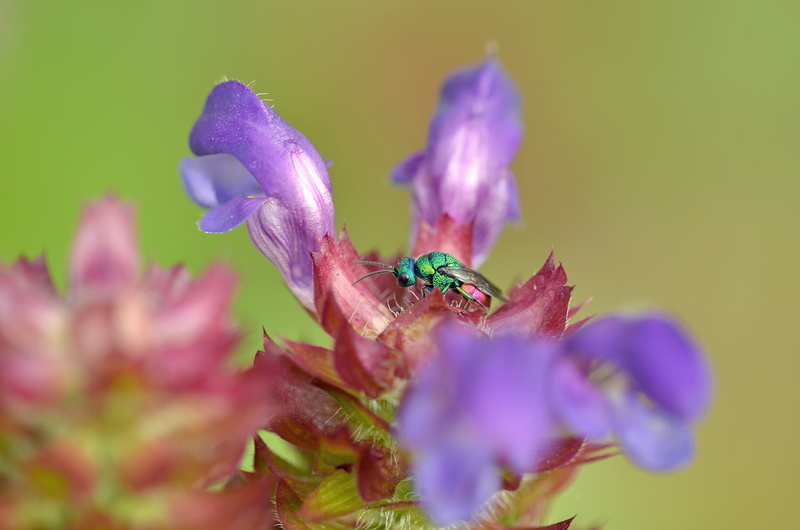 no people, cuckoo, fragility, insect, freshness, softness, flower, hymenoptera, focus, springtime, one animal, animals in the wild, stinging wasp, blossom
