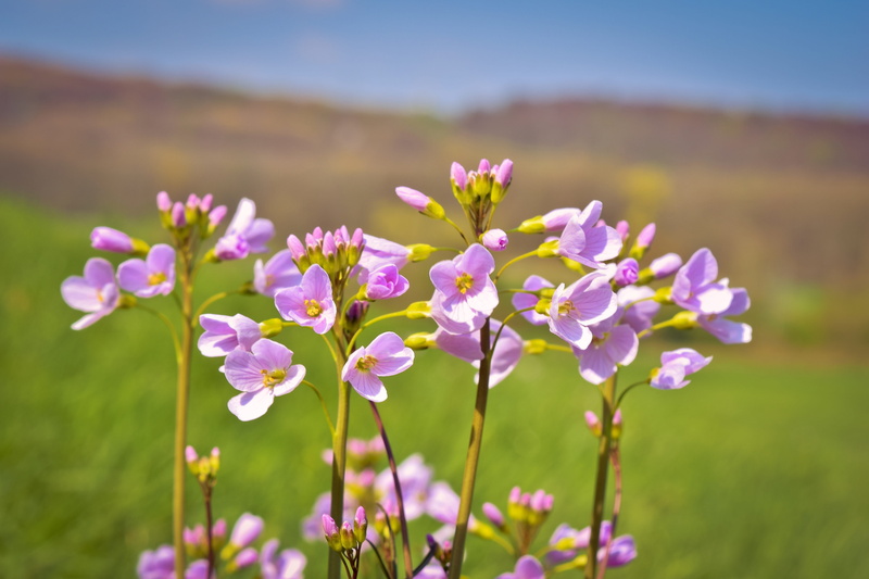 field, beauty in nature, growth, inflorescence, plant stem, landscape, focus on foreground, 5K, flower head, freshness, petal, harbinger of spring, fragility