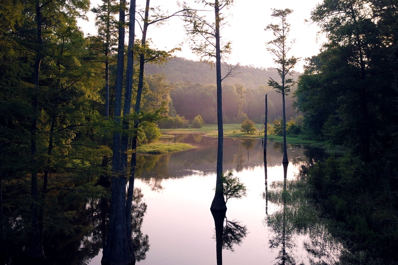 2K, growth, nature, water, morning, tranquility, tree, stock, outdoors, united states, non-urban scene, plant, calm, reflection, day, mayflower, forest