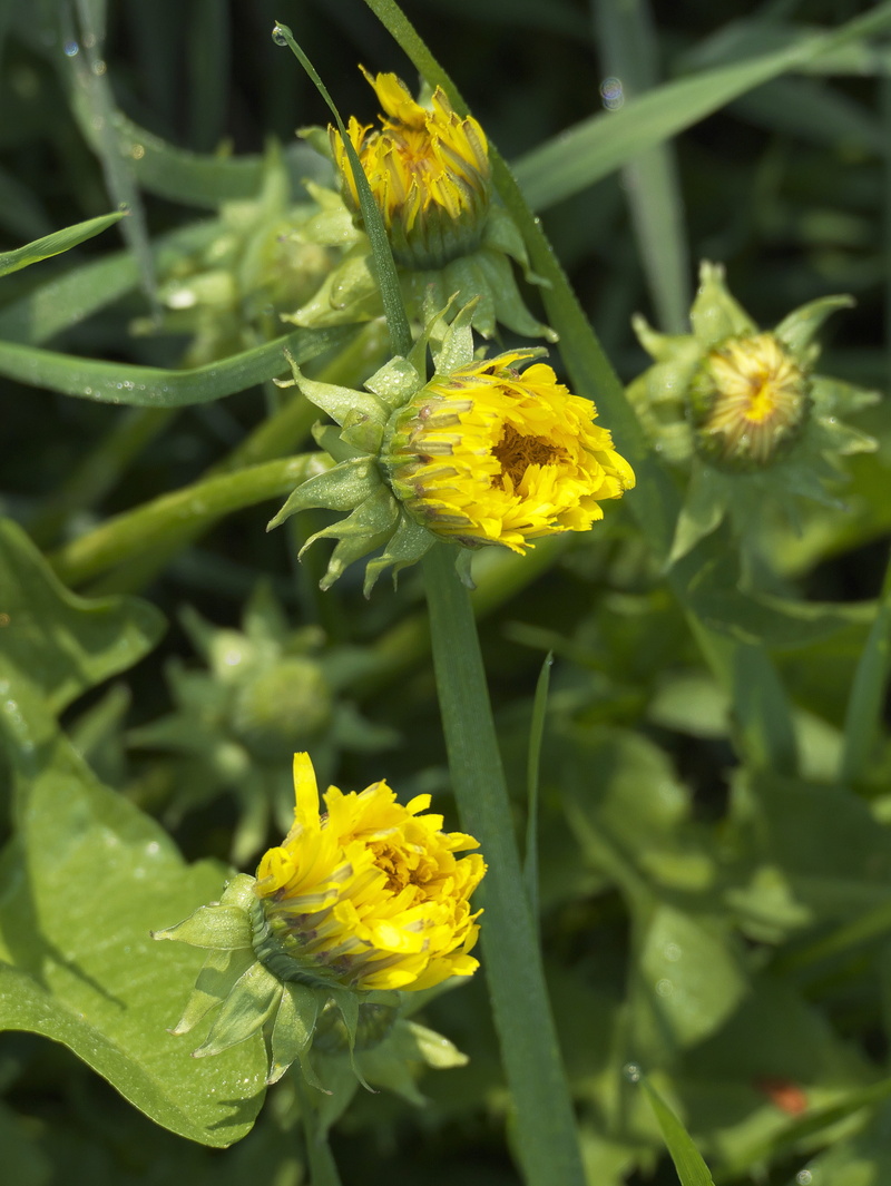 2K, springtime, wild flower, pollen, meadow, spring meadow, petal, weed, spring, close-up, close up, flowering plant, flowers, yellow, mayflower, botany