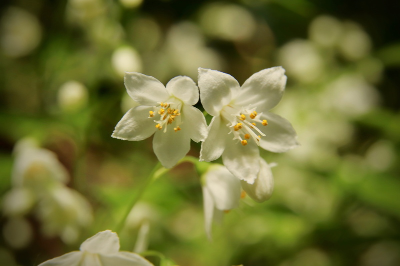 5K, focus on foreground, stamens, plant, petal, inflorescence, selective focus, close up, pollen, springtime, beauty in nature, flower, close-up, mayflower