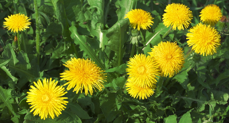 flower, flowering plant, plant part, flower head, flowers, meadow, inflorescence, sunflower, freshness, mayflower, dandelion, yellow flower, green color