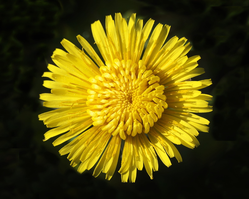 meadow, close-up, fragility, spring flower, plant, spring meadow, basket of flowers, nature, yellow flower, weed, beauty in nature, 2K, close, dandelion