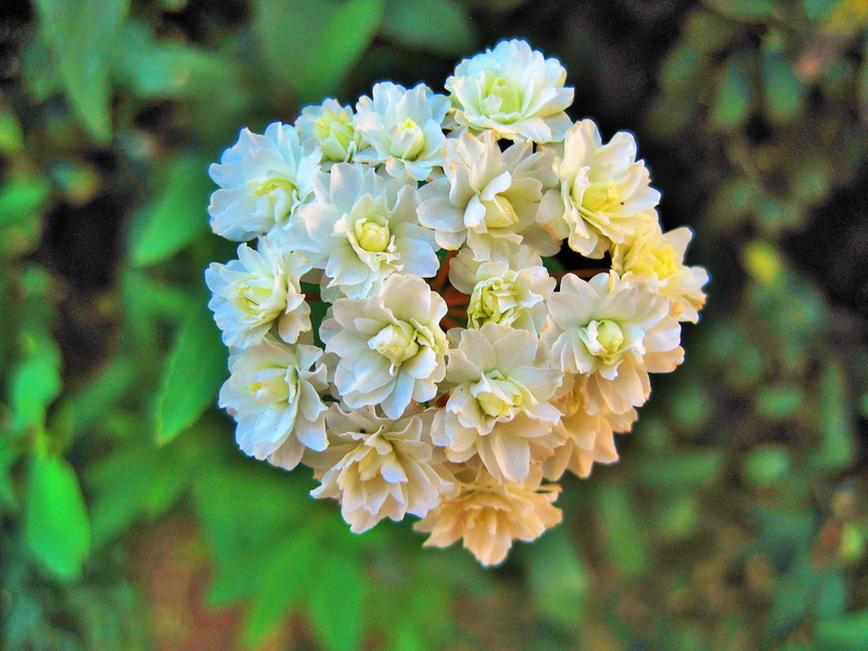flowering plant, white color, nature, mayflower, petal, growth, flower, dainty, 2K, inflorescence, no people, fragility, yellow, plant, shrub, vulnerability