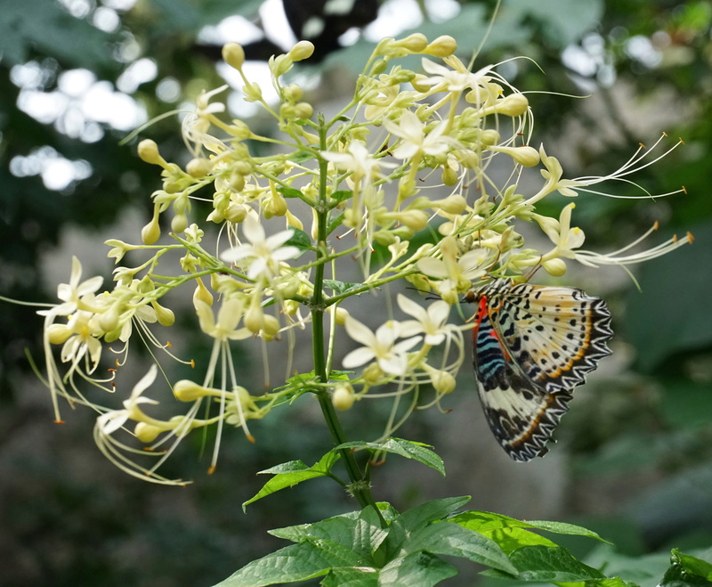 animal themes, pollination, no people, blooming, mayflower glorybower, invertebrate, flower head, 4K, insect, clerodendrum, plant, summer, butterfly, vulnerability