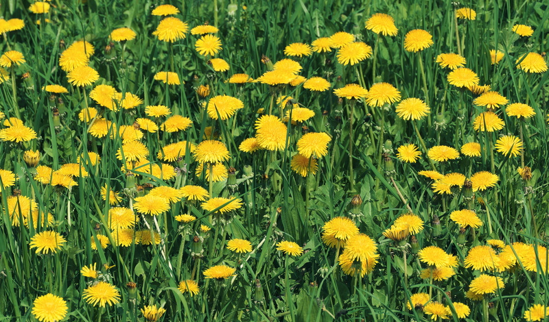 abundance, mayflower, nature, growth, grass, agriculture, springtime, spring flower, flowering plant, day, field, green, wild flower, petal, freshness
