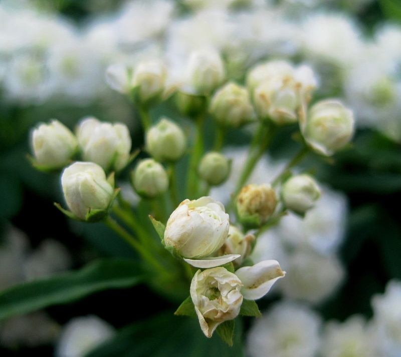 summer, petal, 2K, growth, opening, buds, freshness, day, no people, outdoors, white, beauty in nature, plant, mayflower, inflorescence, flower arrangement
