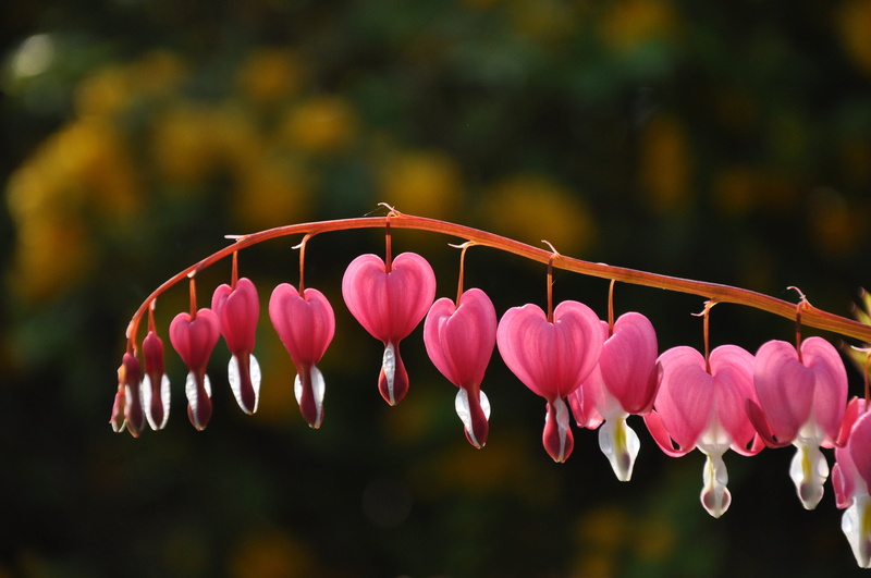 red, dicentra spectabilis, inflorescence, tree, nature, close-up, vulnerability, focus on foreground, heart of mary, freshness, flower head, heart, outdoors