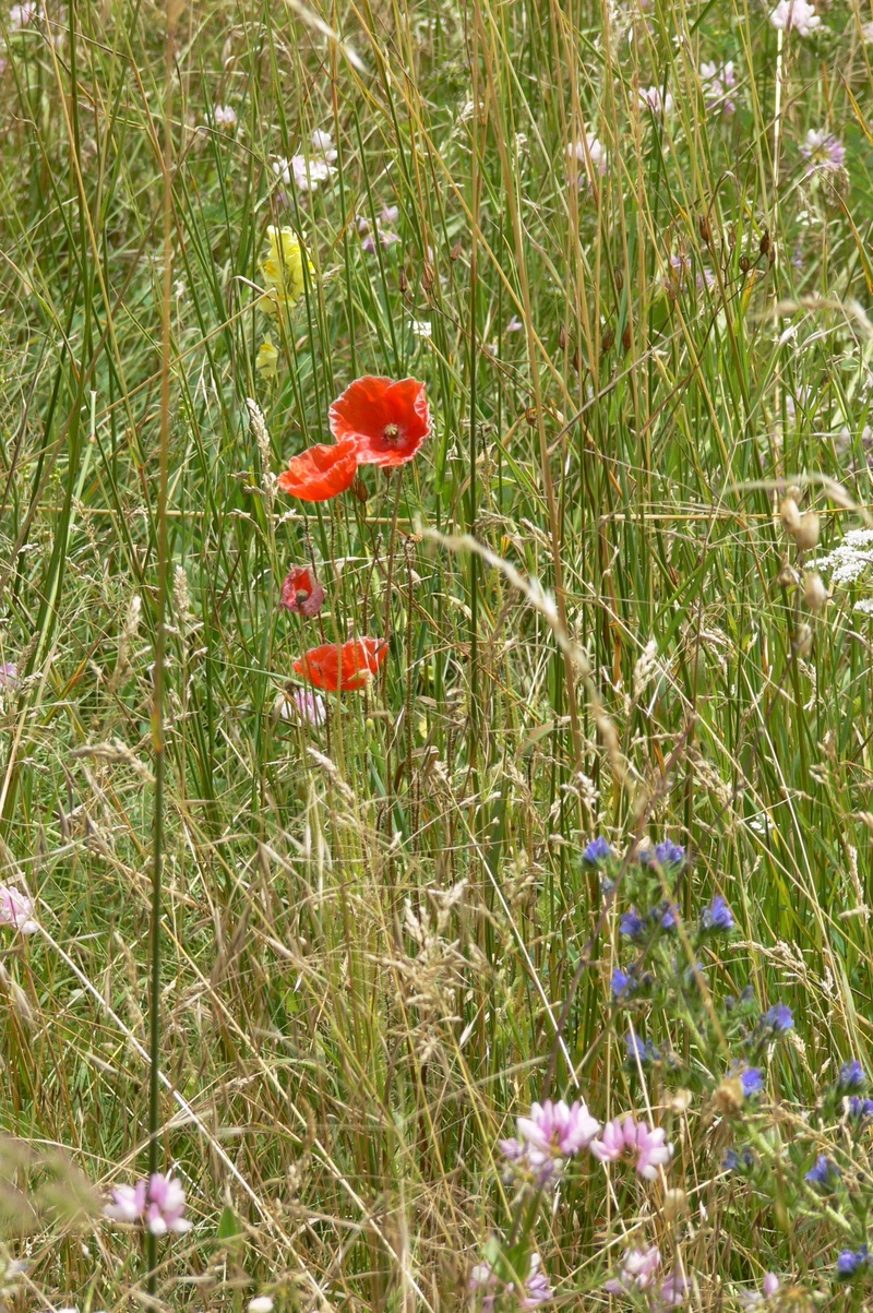 grass, fragility, 2K, flowering plant, growth, inflorescence, herbs, land, nature, field, pre, day, prairie, beauty in nature, flower, vulnerability, plant
