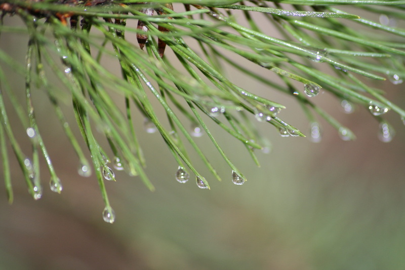 beauty in nature, dew, dawn, purity, plant, no people, focus on foreground, wet, winter landscape, foliage, herbs, pine tree, light, selective focus, nature