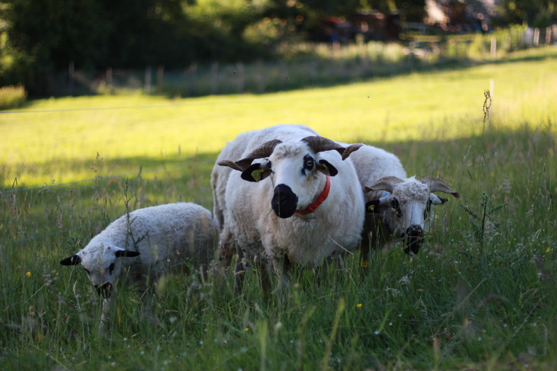 moutons, day, domestic animals, cow, broutent, herbivorous, animal themes, domestic, no people, cattle, plant, grass, pets, nature, land, animal, one animal