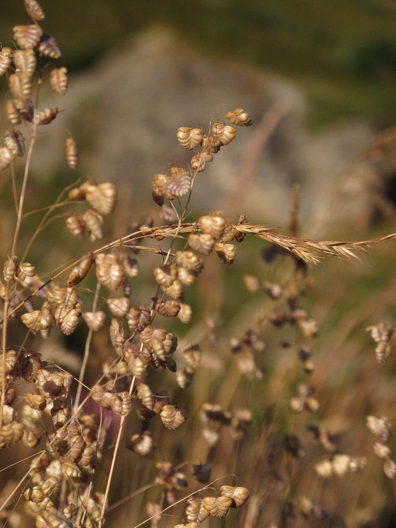heart, beauty in nature, herbs, dead plant, land, summer, wilted plant, focus on foreground, day, prairie, plant, growth, dried, briza, vulnerability, no people