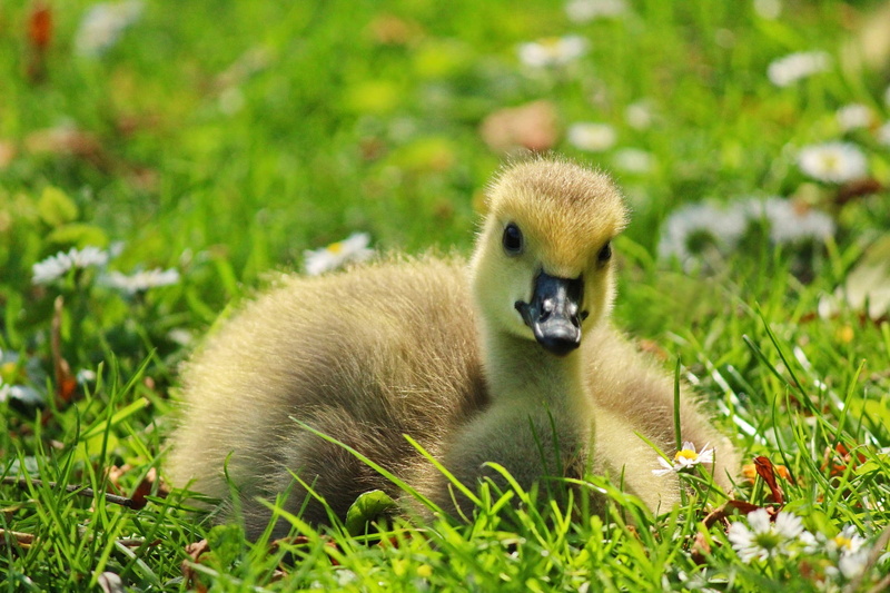 animal, nature, animals in the wild, sitting, vertebrate, green color, canneton, chick, prairie, look, field, animal wildlife, outdoors, portrait of animals