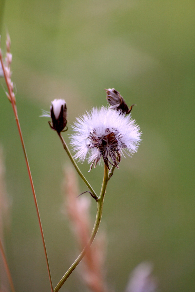 nature fields, fragility, vulnerability, flowering, sun, insect, field, beauty in nature, summer flowers, prairie, animal wildlife, thistle, pollination