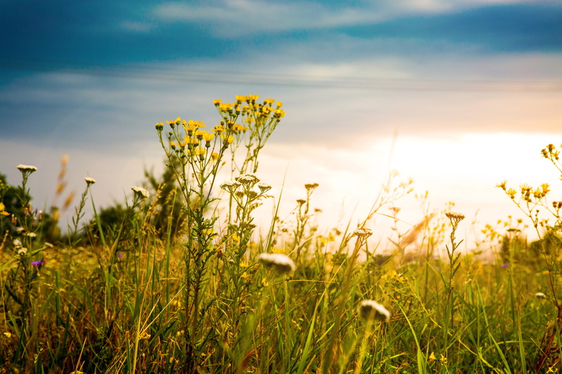 cloud - sky, idyllic, ukraine, sunlight, landscape, flowering plant, tranquility, green, sunset, prairie grass, flowers, environment, 5K, beauty in nature