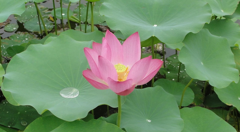 1080P, flower, lotus water lily, Lotus, leaf, outdoors, Herbs, close-up, floating on water, Drops, Water, inflorescence, petal, water lily, pink color
