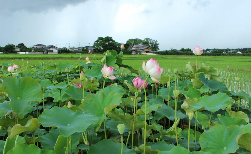 plant part, vulnerability, flower Head, flower, pink, close-up, freshness, pond, water, horizon, fragility, summer, field, rural Scene, 1080P, flowers