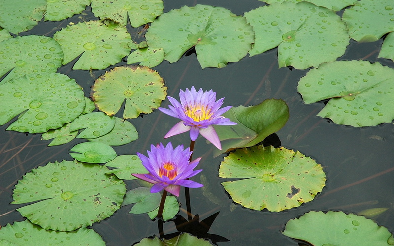 pond, water, purple, lake, multi Colored, flower, leaves, floating, water lilies, inflorescence, swamp, two, drops, yellow, tropical Climate, vulnerability