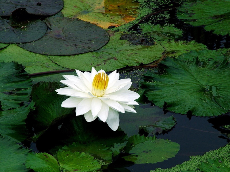 no people, 720P, water Lily, purity, leaf, lily, yellow, plant part, floating On Water, close-up, water, herbs, flowering plant, floating, vulnerability