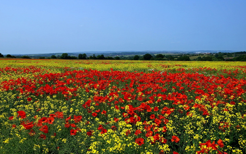 field, skyline, 2K, landscape, poppies, cress, wild, flowers