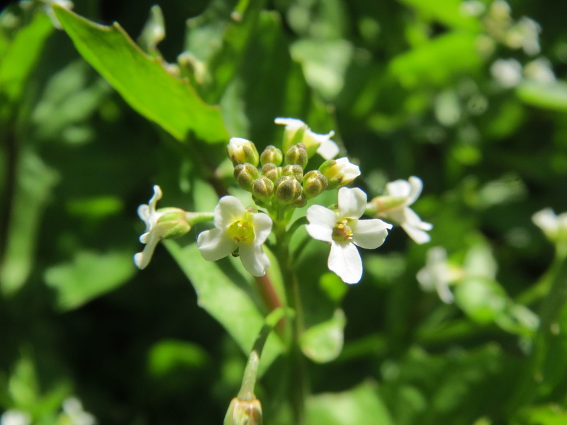 leaf, blossom, inflorescence, day, bright, Thlaspi Arvense, Field Penny-Cress, nature, flower head, arvense, 2K, plant, focus on foreground, growth, cress