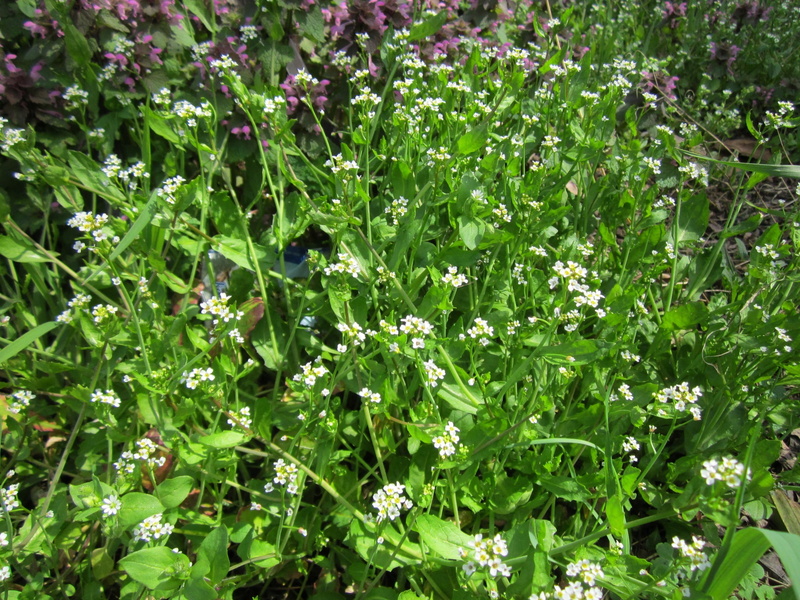 land, cress, full frame, arvense, freshness, Thlaspi Arvense, thlaspi, high angle view, flora, summer, fragility, growth, Field Penny-Cress, leaf, day
