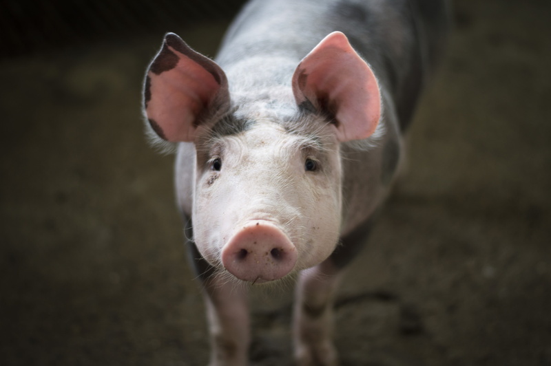 nature, zoo, agriculture, portrait, flora, white, landscapes, fauna, yellow flower, pets, animal body part, animal nose, farm animals, pink, meats, animals
