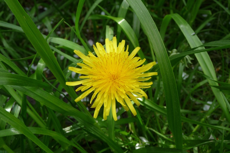 inflorescence, vulnerability, no people, flowering plant, freshness, close-up, fragility, field, flower, land, outdoors, may, grass, meadow, flower head