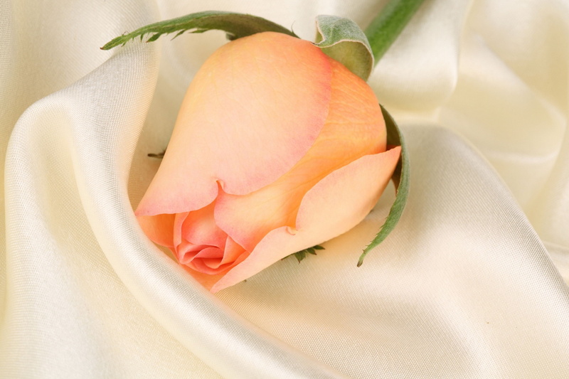 textile, plant, no people, food and drink, freshness, Flower, healthy eating, Bud, Rose, Fabric, fruit, meat, group of objects, indoors, food, vegetable
