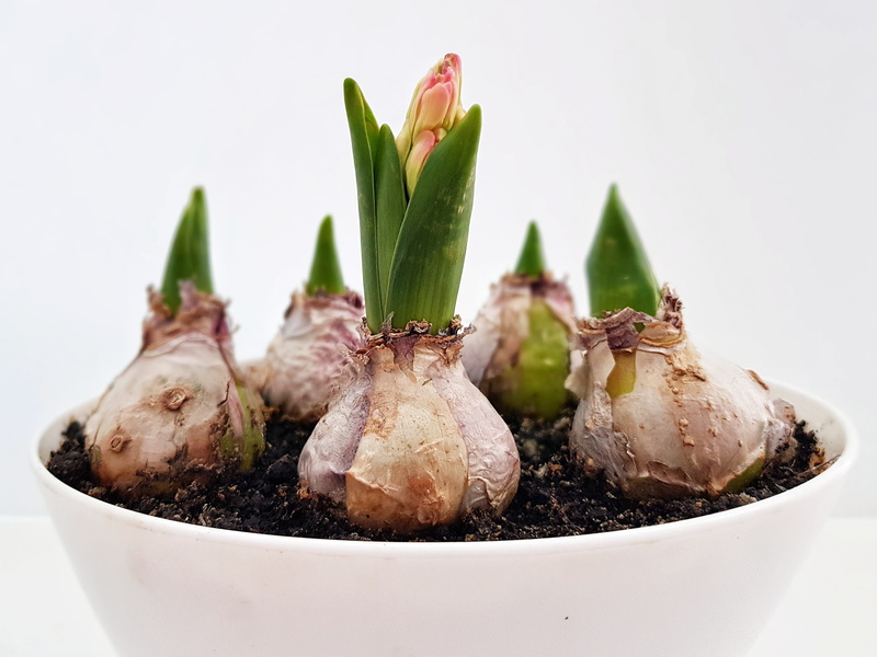 green, fragrant, flowers, growth, botanica, plant, close-up, seafood, food, healthy eating, wellbeing, spring, no people, 4K, meat, studio shot, indoors