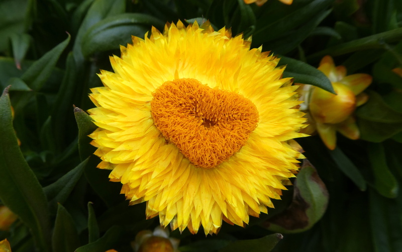 vulnerability, petal, yellow heart, sunflower, close-up, italicum, blossom, inflorescence, flowering plant, bloom, beauty in nature, fragility, no people