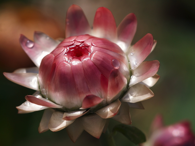 vulnerability, flower, helichrysum, trockenblume, bud, focus on foreground, romantic, flowering plant, lichtspiel, pink, beauty in nature, structure, light