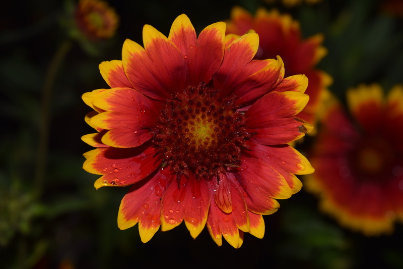 no people, growth, bloom, inflorescence, plant, orange, nature, red, outdoors, pollen, freshness, summer, flower, moist, flower head, focus on foreground