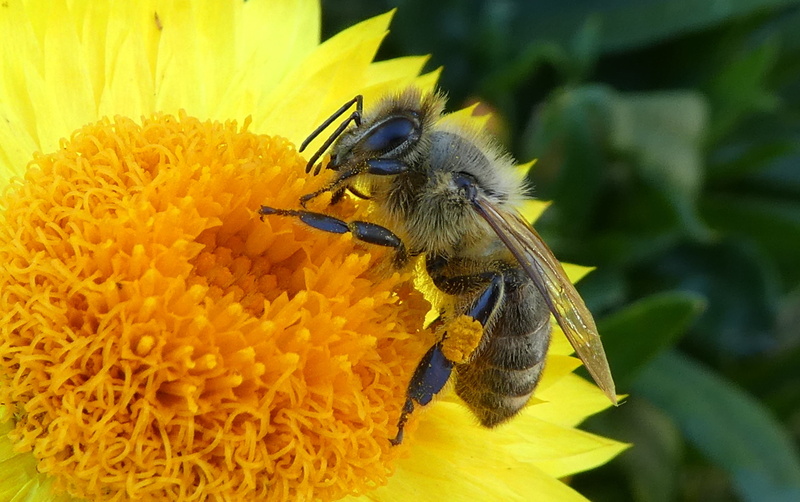 close up, animal wildlife, one animal, no people, insect, bee, freshness, flower, plant, 4K, close-up, pollen, petal, italicum, yellow, beauty in nature